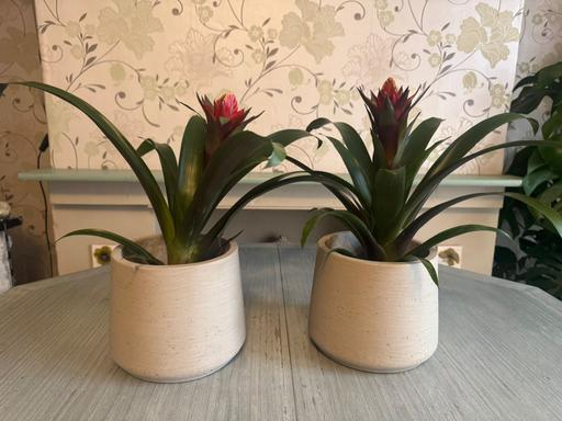 Buy & Sell Romford Havering - Photos for Red Guzmanias (indoor plant)