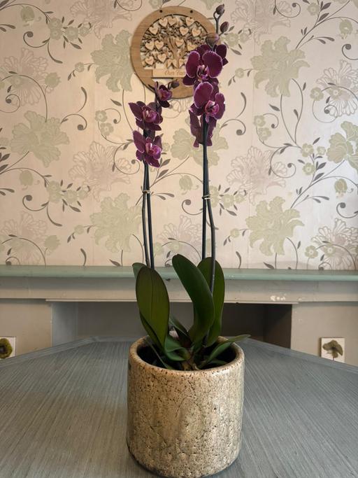 Buy & Sell Romford Havering - Photos for Orchid indoor plant