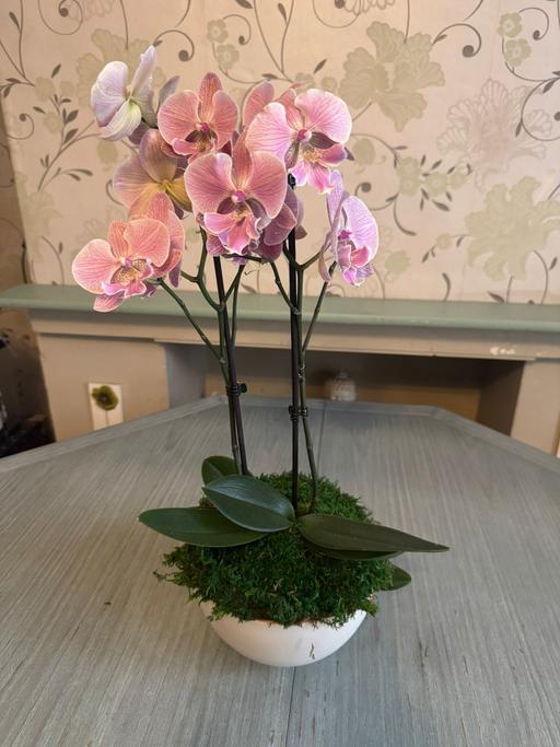 Buy & Sell Noak Hill Havering - Photos for Orchid indoor plant