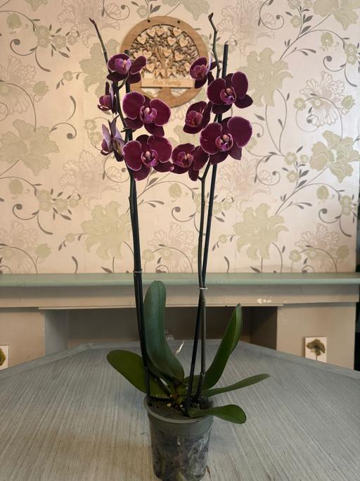 Buy & Sell Romford Havering - Photos for Orchid (indoor plant)