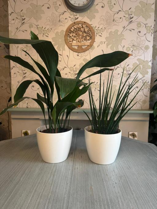 Buy & Sell Romford Havering - Photos for Indoor plants x2