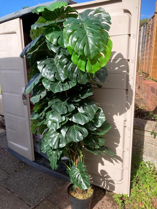 Buy & Sell Cradley Heath Sandwell - Photos for Huge artificial/realistic cheese plant