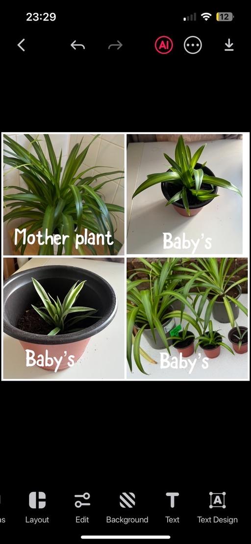 Buy & Sell - Photos for spider plant ( baby only ) house plants