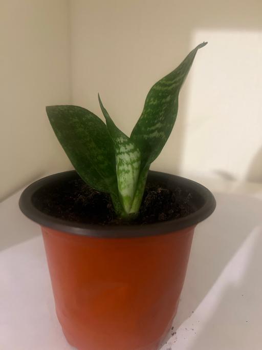 Buy & Sell - Photos for Snake plant (baby only )