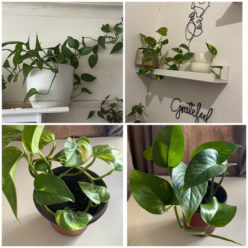Buy & Sell - Photos for The Golden Pothos Devil's Ivy ( baby only )
