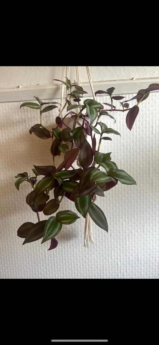 Buy & Sell St Johns South East London - Photos for Tradescantia (hanging plant only )