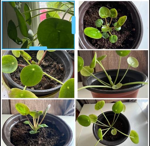 Buy & Sell - Photos for Chinese Money Plant ( baby only )