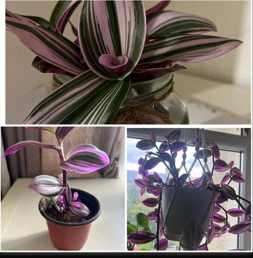 Buy & Sell - Photos for Tradescantia nanouk (baby only )