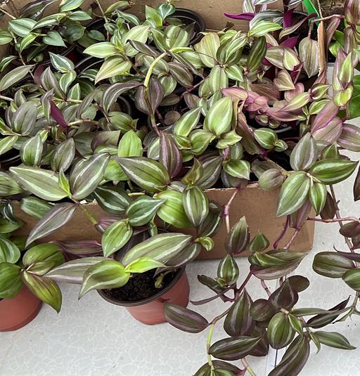 Buy & Sell - Photos for Tradescantia (baby plant only )