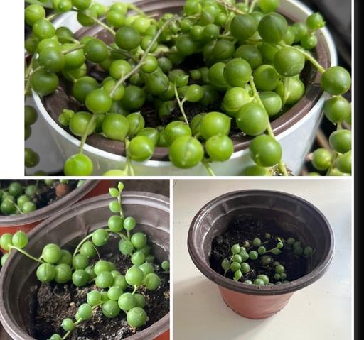 Buy & Sell Ladywell South East London - Photos for String of pearl plant (baby only )