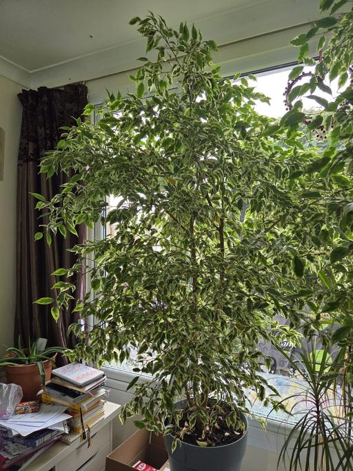 Buy & Sell Clapham Junction South West London - Photos for Big indoor plant