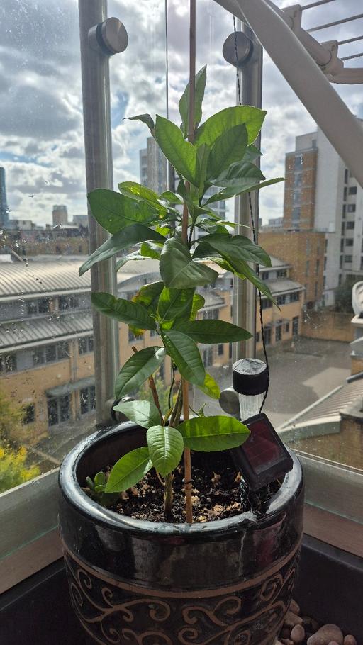 Buy & Sell Limehouse East London - Photos for Bangladeshi zara lebu tree