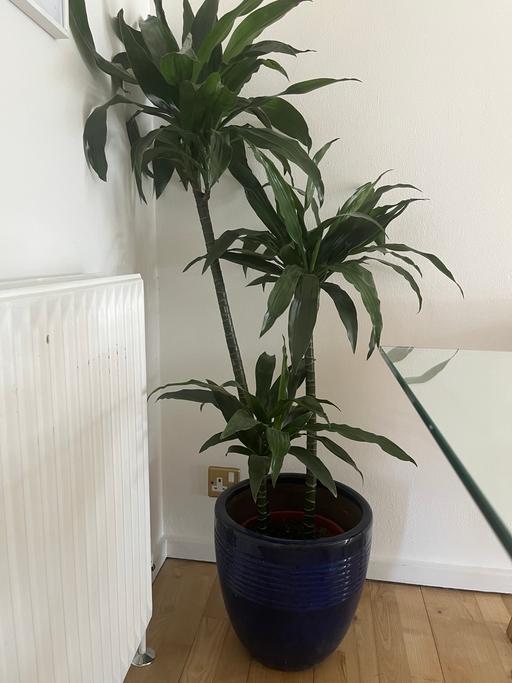 Buy & Sell Surrey Quays South East London - Photos for Dracaena Plant