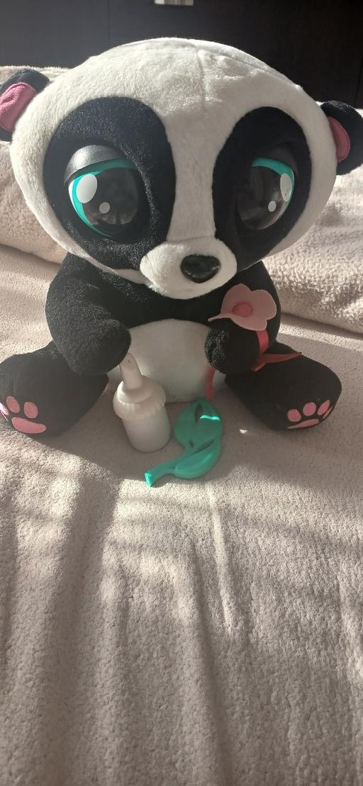 Buy & Sell Oldbury Sandwell - Photos for live panda bear