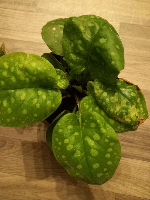 Buy & Sell Kings Heath Birmingham - Photos for Pulmonaria 