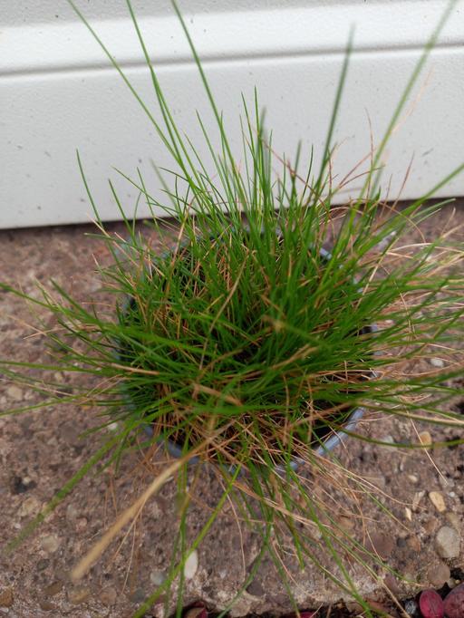 Buy & Sell Moseley Birmingham - Photos for Aniline Grass