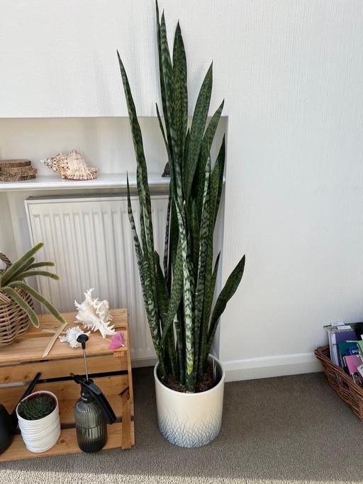 Buy & Sell Ryhill Wakefield - Photos for Houseplant.
