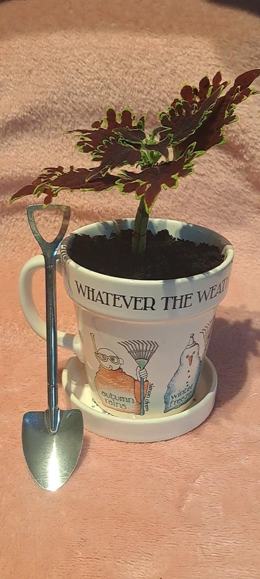 Buy & Sell Birchley Heath North Warwickshire - Photos for unique plant in a mug gift