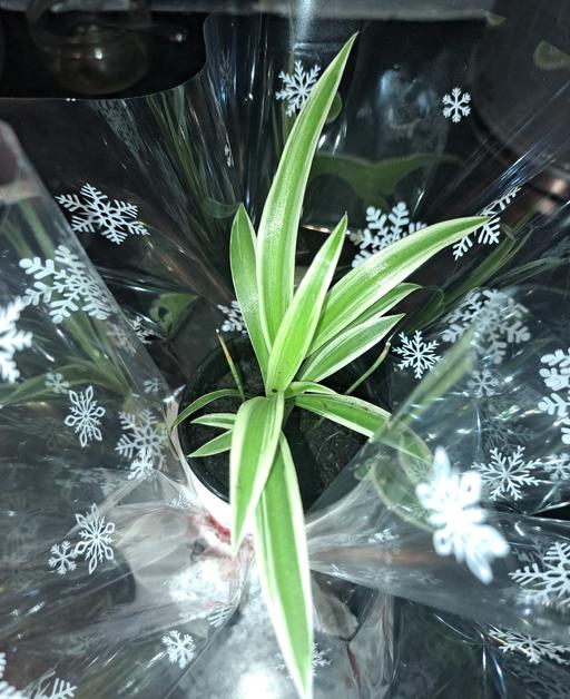 Buy & Sell Rugby Town Centre Rugby - Photos for unique plant in a mug gift.