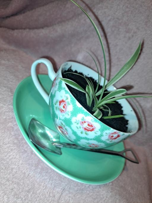 Buy & Sell Hillmorton Rugby - Photos for Unique Cath Kidston mug plant gift.