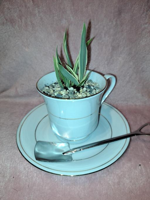 Buy & Sell Hillmorton Rugby - Photos for Cute tea cup plant gift - spider plant