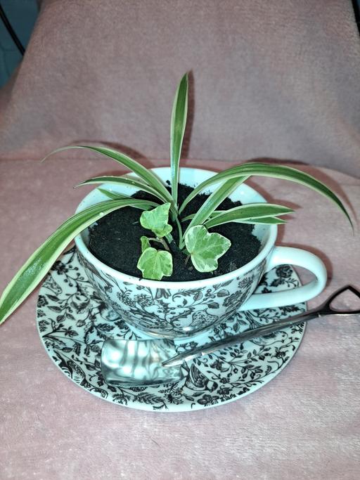 Buy & Sell Hillmorton Rugby - Photos for pretty little plant in a teacup gift
