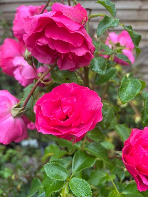 Buy & Sell Alum Rock Birmingham - Photos for Pink full standard plant