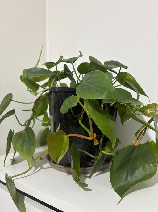 Buy & Sell Alum Rock Birmingham - Photos for Philodendron indoor live plant