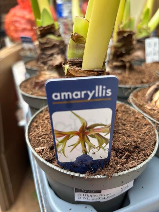 Buy & Sell Alum Rock Birmingham - Photos for Amaryllis bulb in a small plant