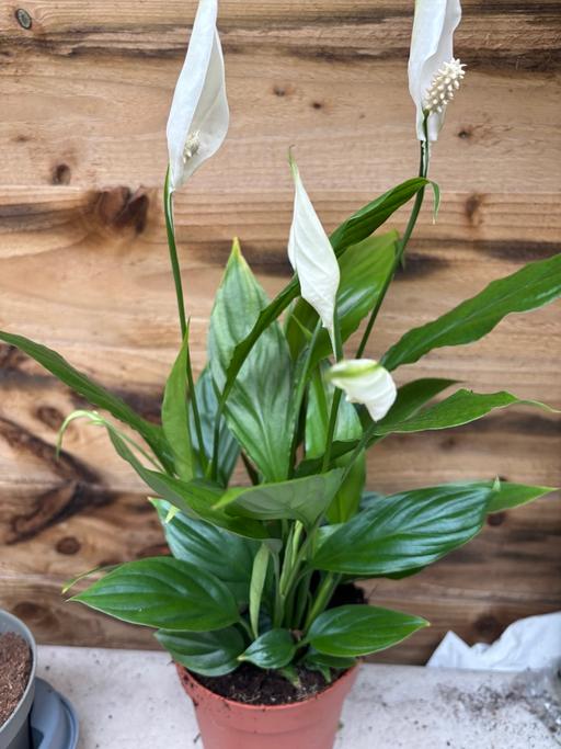Buy & Sell Saltley Birmingham - Photos for Peace lily