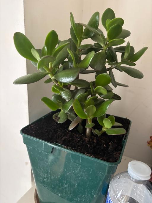 Buy & Sell Alum Rock Birmingham - Photos for Jade Money plant