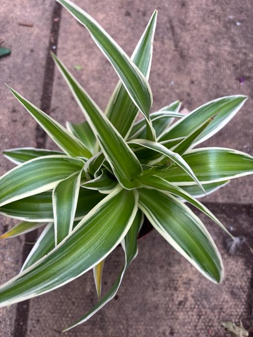 Buy & Sell Alum Rock Birmingham - Photos for Spider plants