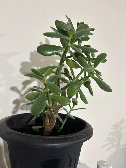 Buy & Sell Alum Rock Birmingham - Photos for Jade Money plant