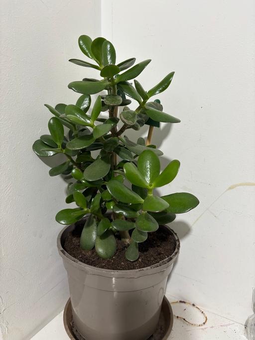 Buy & Sell Alum Rock Birmingham - Photos for Jade Money plant