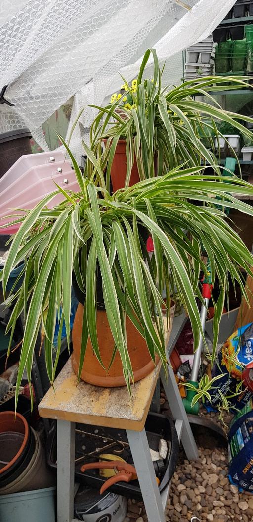 Buy & Sell Kings Norton Birmingham - Photos for 2 Large spider plants £3 each