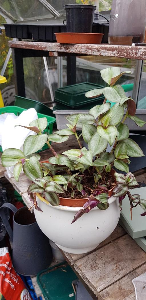 Buy & Sell Kings Norton Birmingham - Photos for Tradiscantie plant