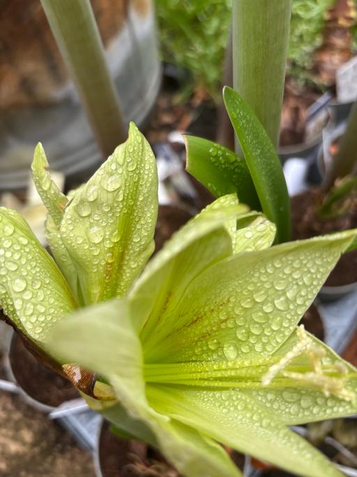 Buy & Sell Alum Rock Birmingham - Photos for Amaryllis bulb in a 12cm pot