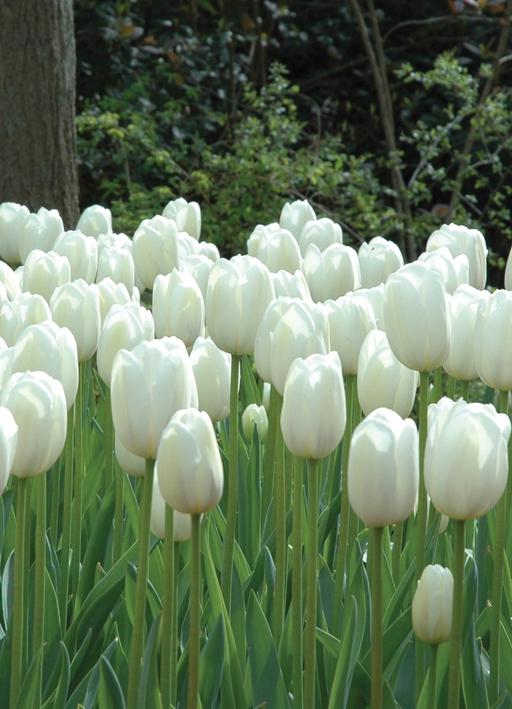 Buy & Sell Alum Rock Birmingham - Photos for Tulip Bulbs 10 bulbs £7