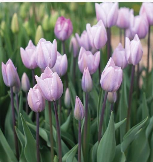 Buy & Sell Saltley Birmingham - Photos for 10X Silver cloud tulip bulbs