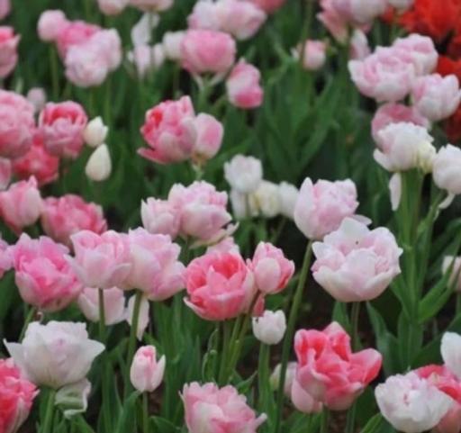 Buy & Sell Alum Rock Birmingham - Photos for 10X Tulip Bulbs