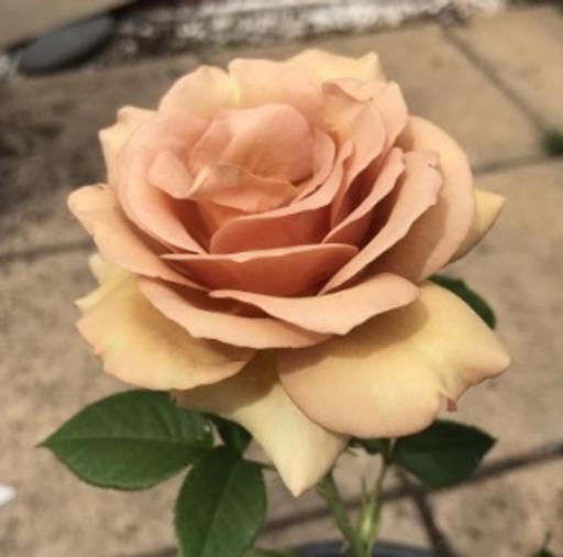 Buy & Sell Alum Rock Birmingham - Photos for Mocha bush rose plant