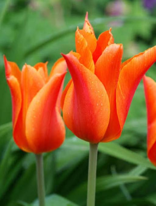 Buy & Sell Saltley Birmingham - Photos for 10X Tulip bulbs