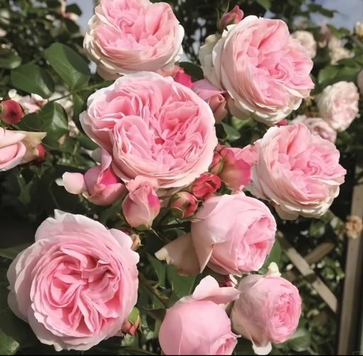 Buy & Sell Alum Rock Birmingham - Photos for Giardina climbing rose plant