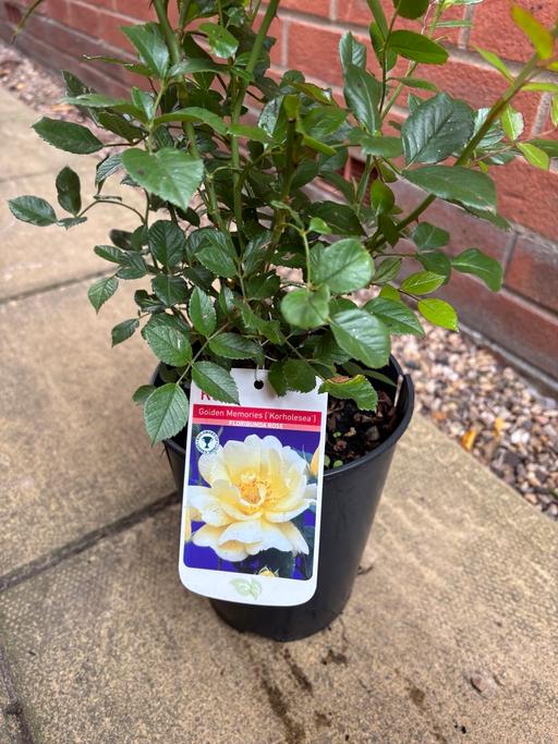 Buy & Sell Alum Rock Birmingham - Photos for Golden memories bush rose plant