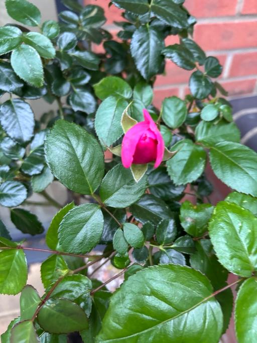 Buy & Sell Alum Rock Birmingham - Photos for Standard rose plants £30 each
