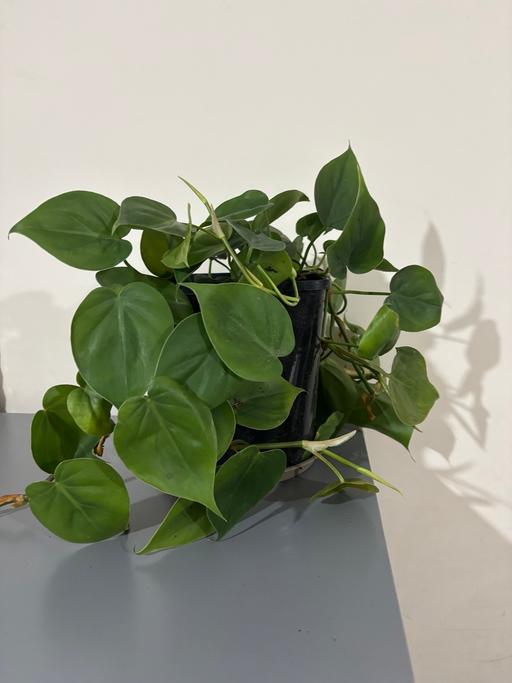 Buy & Sell Alum Rock Birmingham - Photos for Philodendron indoor plant