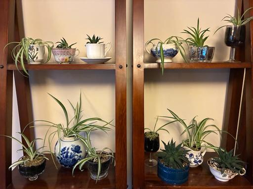 Buy & Sell Stourbridge Dudley - Photos for Spider Plants / Succulents Mini Planters