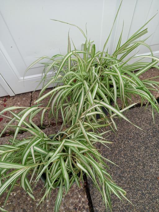 Buy & Sell Stirchley Birmingham - Photos for Phalaris arundinacea grass