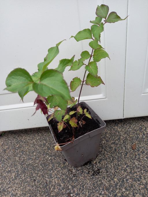 Buy & Sell Kings Heath Birmingham - Photos for Shrub Leycesteria