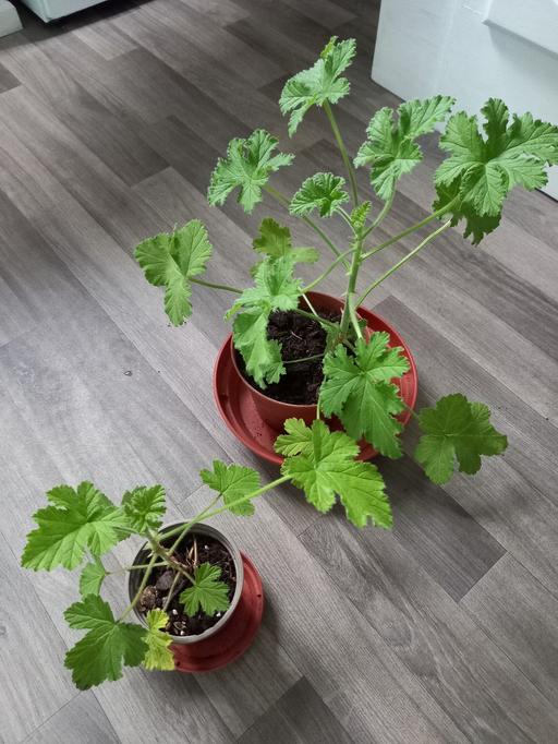 Buy & Sell Kings Heath Birmingham - Photos for Houseplant Scented Geranium